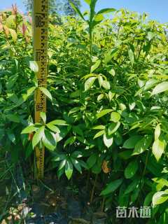 0.4公分金丝楠木