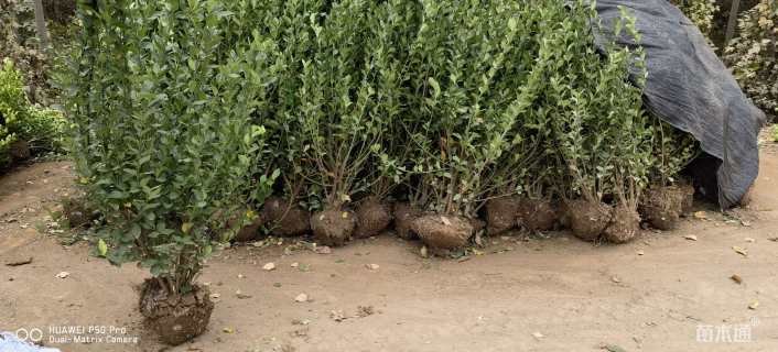 高度70厘米卫矛