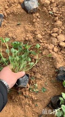 高度20厘米蛇莓