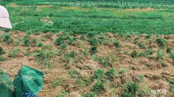 高度15厘米麦冬