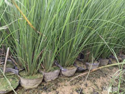 高度40厘米细叶芒