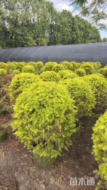 冠幅120厘米千层金球