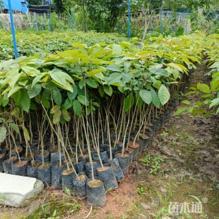 0.2公分紫花风铃木