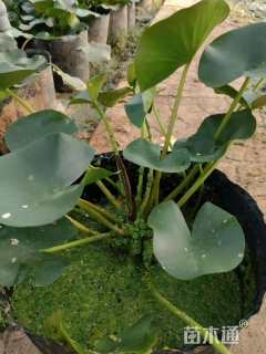 高度20厘米睡莲