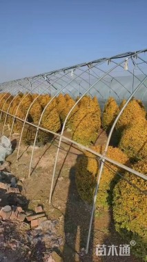 冠幅60厘米亮晶女贞球