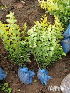 高度50厘米金叶女贞