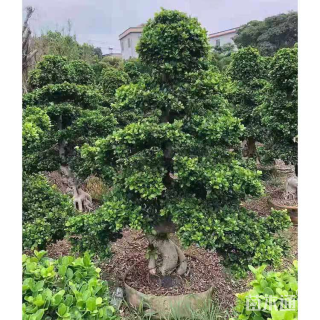 高度20厘米西洋杜鹃小苗