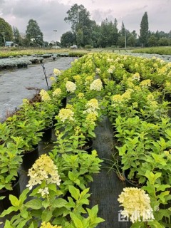 高度50厘米圆锥绣球