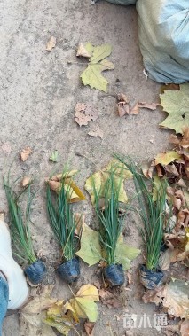 高度50厘米金红羽狼尾草