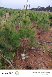高度80厘米油松小苗