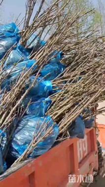 高度80厘米花椒