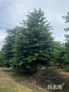 25公分大腹木棉