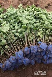 高度60厘米丁香