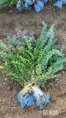 高度60厘米红叶小檗小苗