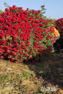 冠幅1.5厘米月季花球