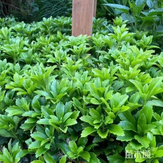 高度25厘米板凳果