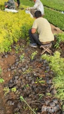 高度36厘米金叶莸