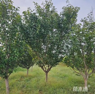 4公分染井吉野樱