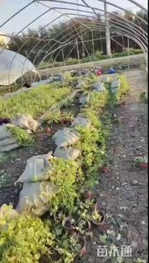 高度100厘米花叶蔓长春