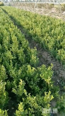 高度35厘米小叶黄杨