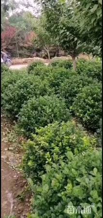 高度100厘米卫矛球