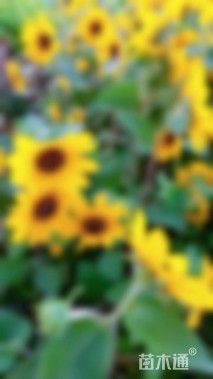 高度30厘米向日葵