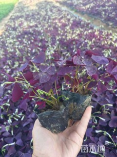 高度10厘米紫花酢浆草