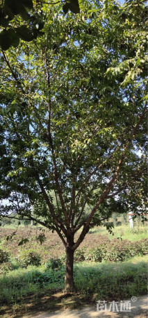 180厘米丛生紫荆