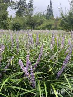 高度30厘米兰花三七草