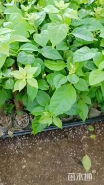 高度20厘米三角梅