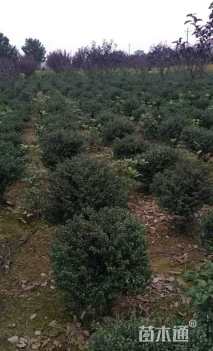 冠幅80厘米龟甲冬青球