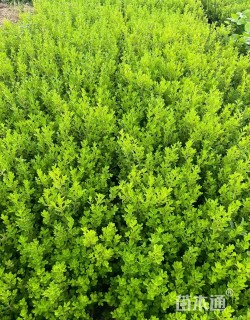 高度40厘米瓜子黄杨小苗