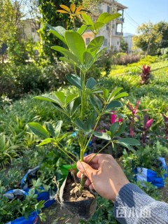高度30厘米花叶鸭脚木