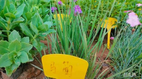 高度5厘米马兰头