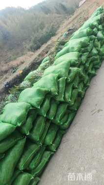 高度20厘米中叶麦冬