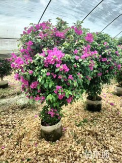 冠幅120厘米三角梅球