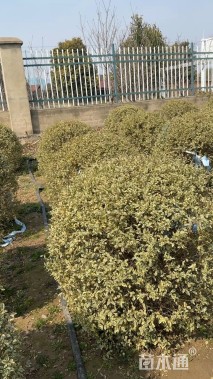 冠幅50厘米银姬小蜡球