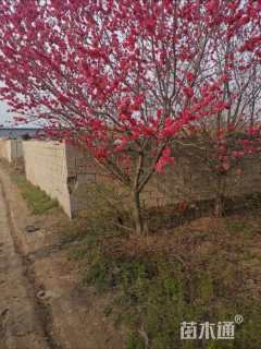 10公分红叶碧桃