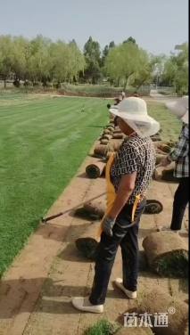 草卷状百慕大草