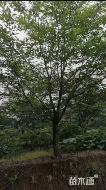 9公分染井吉野樱