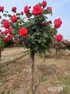 高度170厘米高杆月季