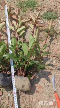 高度30厘米迎春花