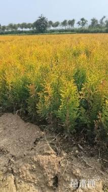 高度10厘米洒金柏