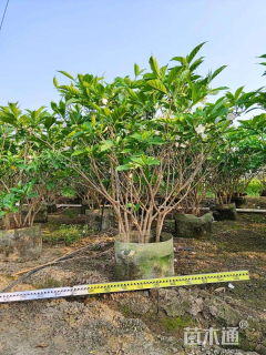 高度150厘米狗牙花