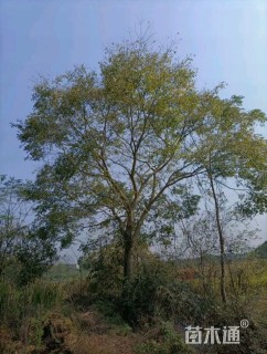 40公分朴树