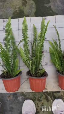 高度30厘米肾蕨