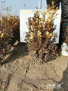 冠幅50厘米瓜子黄杨球