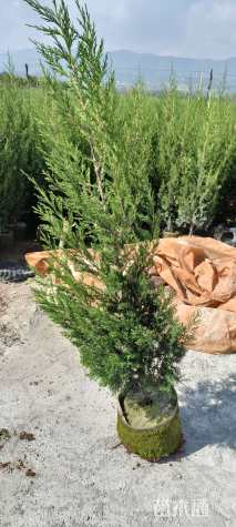 高度150厘米圆柏