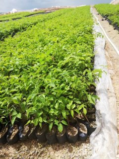 主蔓长25厘米炮仗花