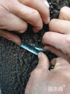 高度1500厘米金弹子